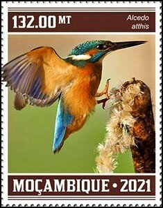 The Kingfisher (Alcedo atthis)