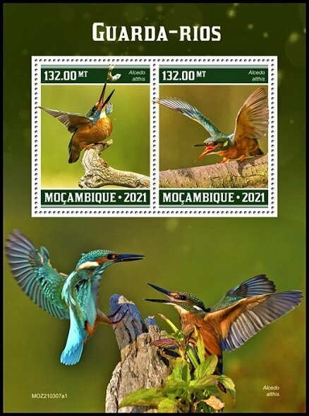 The Kingfisher (Alcedo atthis)