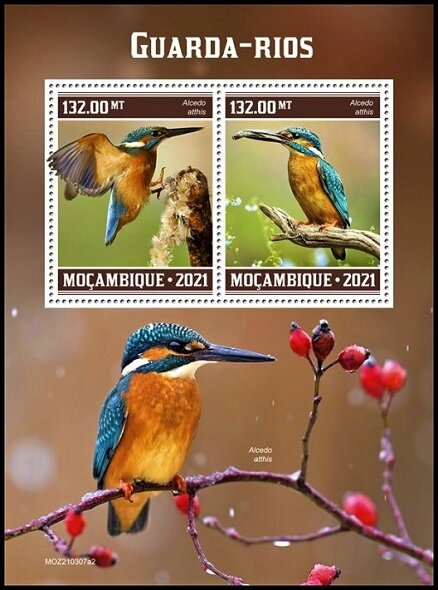 The Kingfisher (Alcedo atthis)