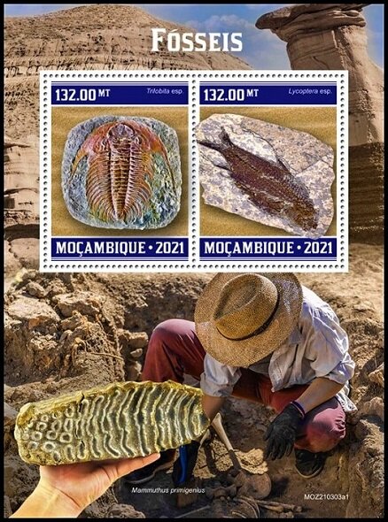 Trilobita sp./Lycoptera sp.