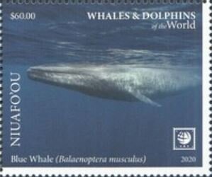Blue Whale (Balaenoptera musculus)