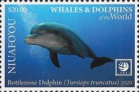 Bottlenose Dolphin (Tursiops truncatus)