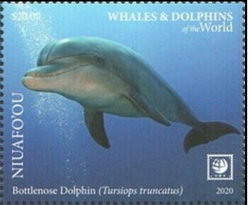 Bottlenose Dolphin (Tursiops truncatus)