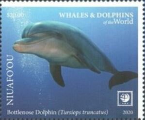 Bottlenose Dolphin (Tursiops truncatus)