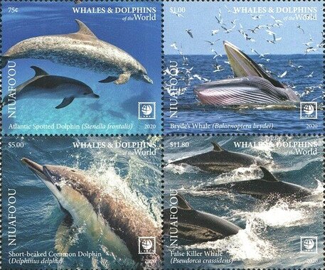 Dolphins & Whales of the World