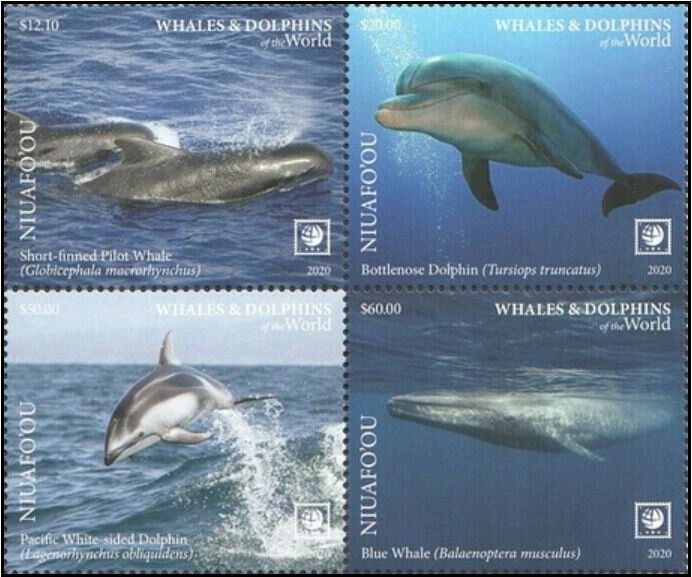 Dolphins & Whales of the World