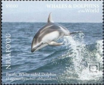 Pacific White-sided Dolphin (Lagenorhynchus obliquidens)