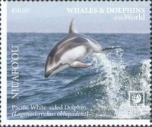 Pacific White-sided Dolphin (Lagenorhynchus obliquidens)
