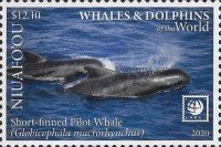 Short-finned Pilot Whale (Globicephala macrorhynchus)