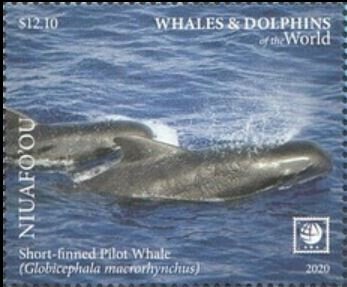 Short-finned Pilot Whale (Globicephala macrorhynchus)