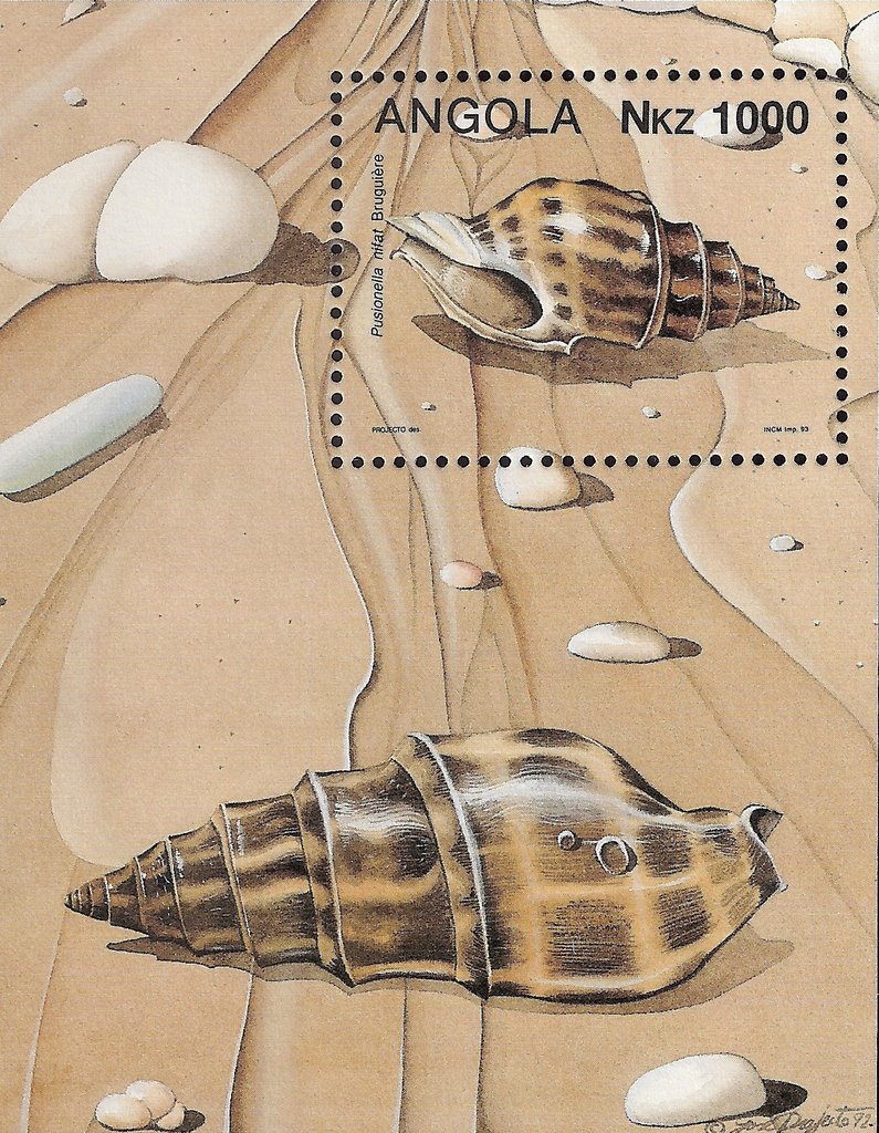 Sea Snail (Pusionella nifat)