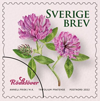 Selection of Sweden's National Flower