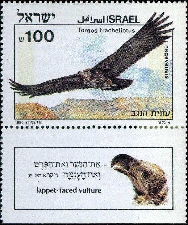 Lappet-faced Vulture (Torgos tracheliotus ssp. negevensis)