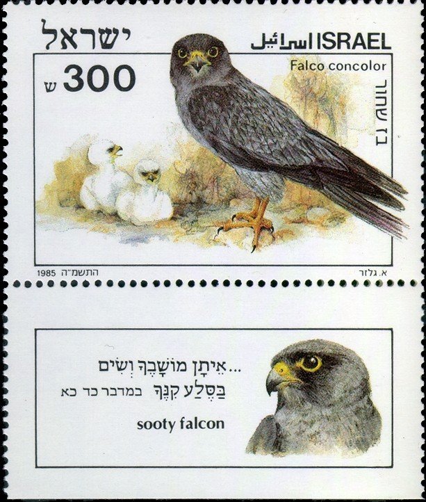 Sooty Falcon (Falco concolor)