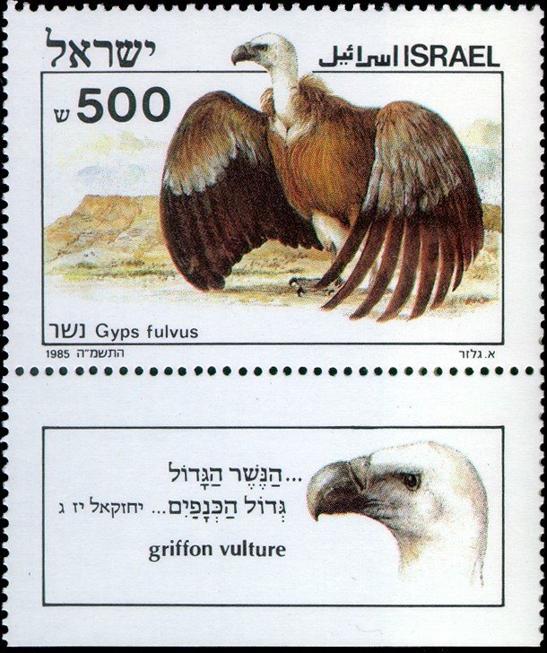 Griffon Vulture (Gyps fulvus)