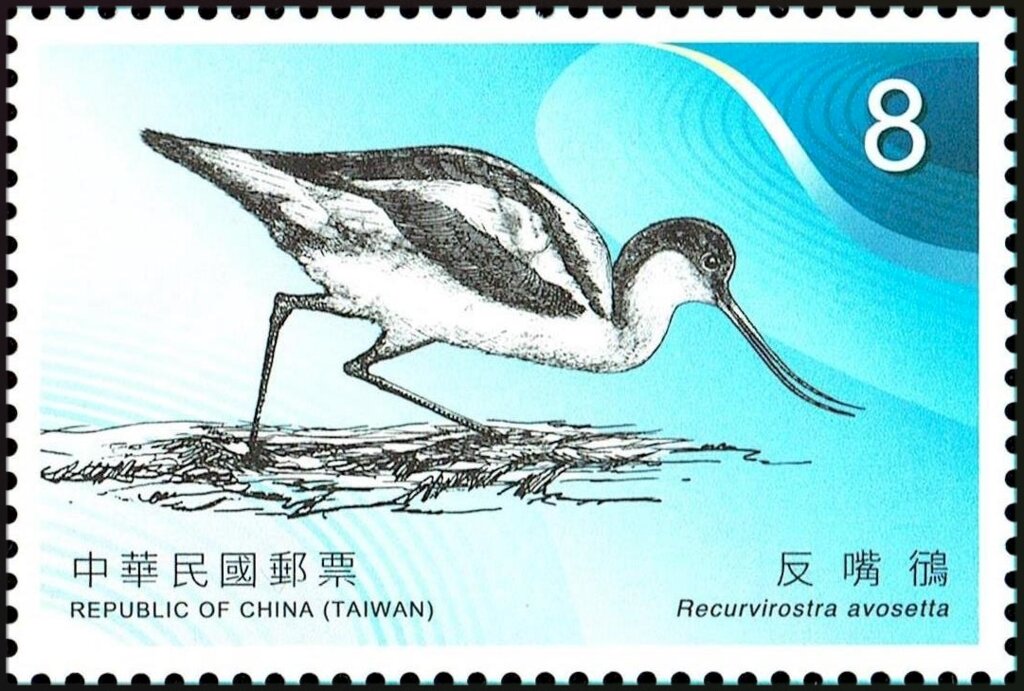 Pied Avocet (Recurvirostra avosetta)