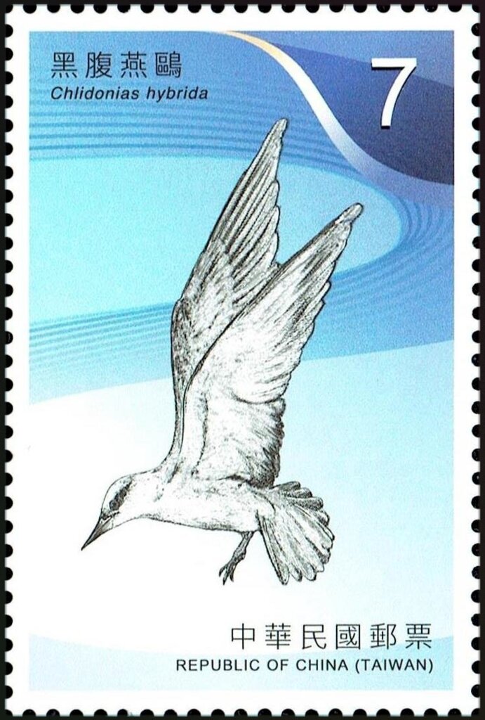 Whiskered Tern (Chlidonias hybrida)