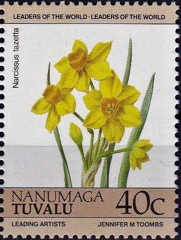 Bunch-flowered Daffodil (Narcissus tazetta)