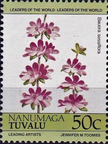 Grampians Bauera (Bauera sessiliflora)