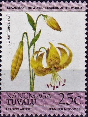 Leopard Lily (Lilium pardalinum)
