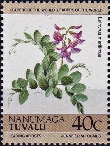 Sea Pea (Lathyrus maritimus)