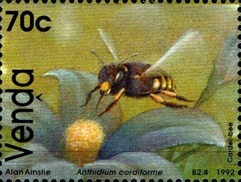 Carder bee (Anthidium cordiforme)