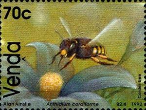 Stamp, Carder bee (Anthidium cordiforme), Venda,  , Animals (Fauna), Bees, Insects, Philatelic Exhibitions