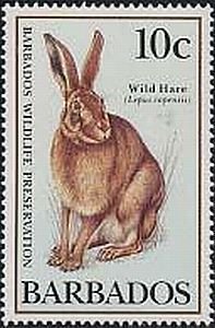 Cape Hare (Lepus capensis)
