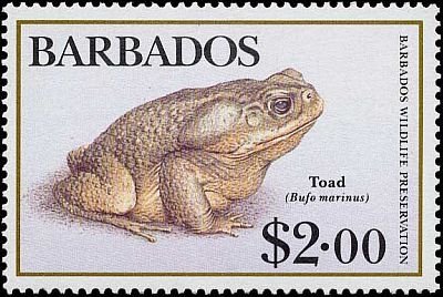 Cane Toad (Bufo marinus)