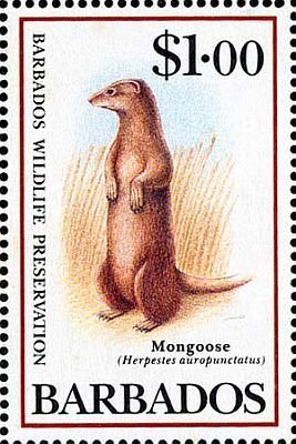 Small Indian Mongoose (Herpestes auropunctatus)