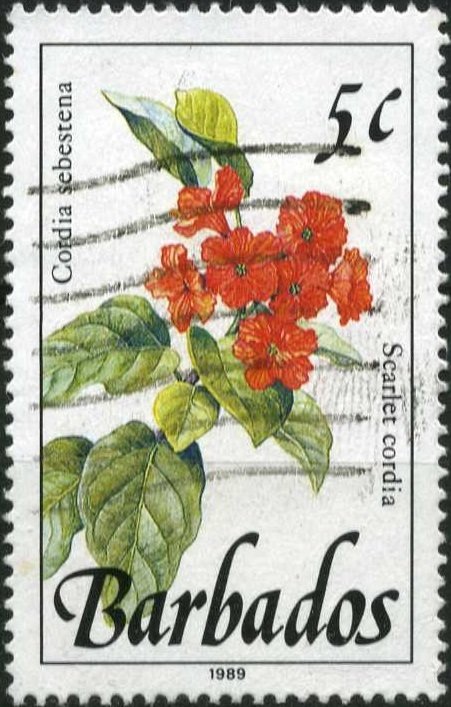 Scarlet cordia
