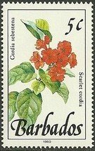 Stamp, Scarlet cordia, Barbados,  , Plants (Flora)