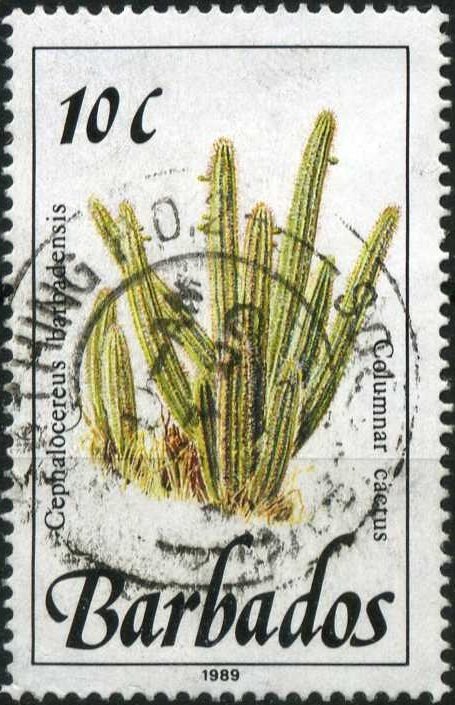 Columnar cactus