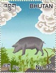 Pig