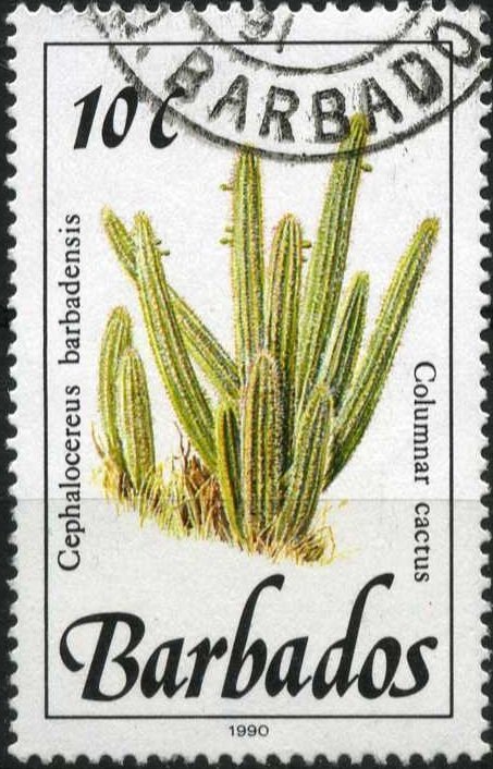 Columnar cactus