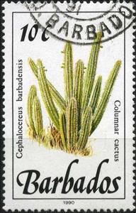 Stamp, Columnar cactus, Barbados,  , Cacti