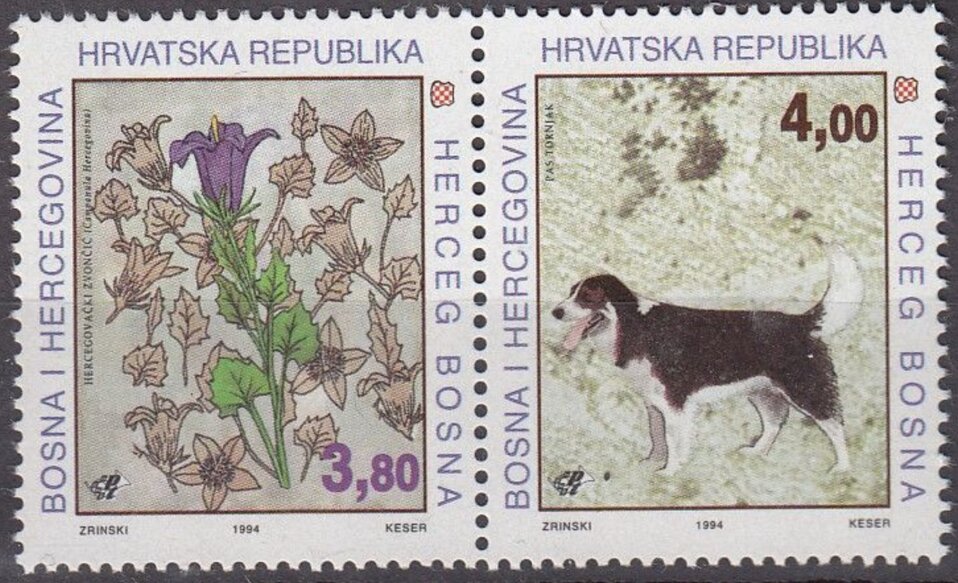 Campanula hercegovina and Barak (Canis lupus familiaris)