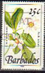 Rock balsam (Clusia plukenetii)