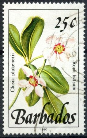 Rock balsam