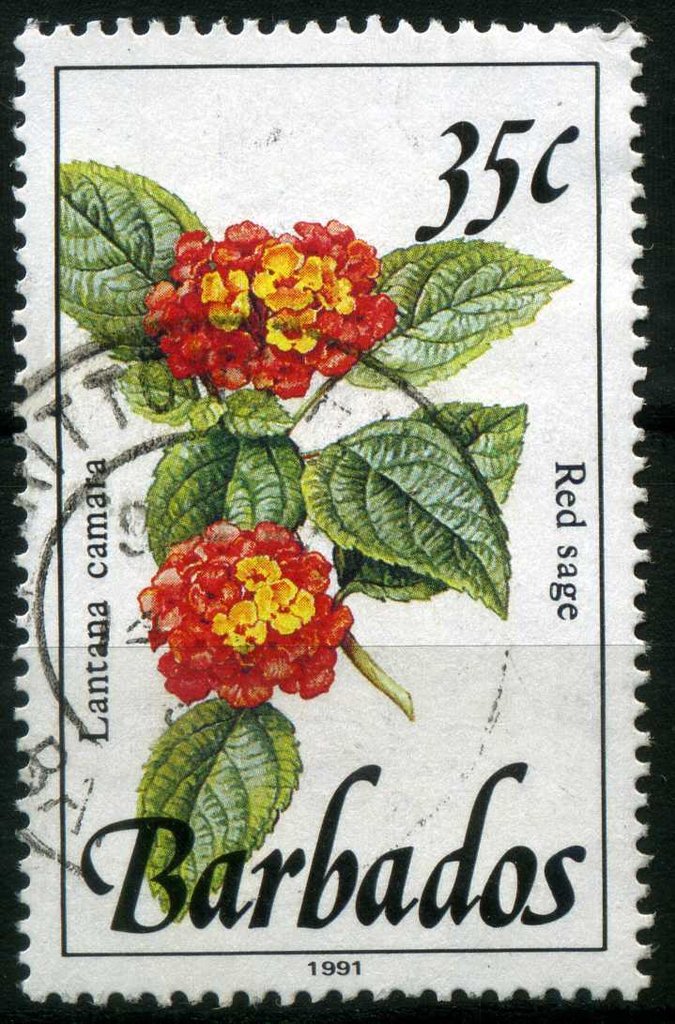 Red Sage