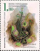 Drosera rotundifolia L.