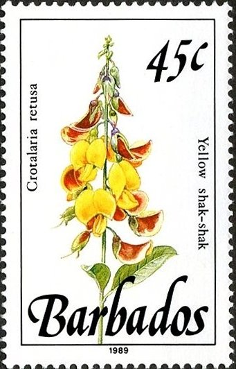 Yellow shak-shak