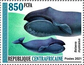 Bowhead whale (Balaena mysticetus)