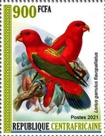 Chattering Lory (Lorius garrulus flavopalliatus)