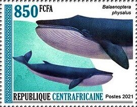 Fin whale (Balaenoptera physalus)