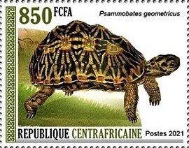 Geometric tortoise (Psammobates geometricus)