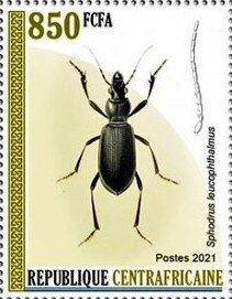 Stamp, Grote kelderloopkever (Sphodrus leucophthalmus), Central African Republic,  , Animals (Fauna), Beetles, Insects