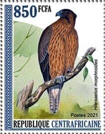 Little eagle (Hieraaetus morphnoides)