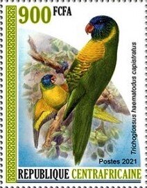 Marigold Lorikeet (Trichoglossus capistratus)