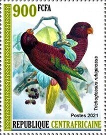 Pohnpei Lorikeet (Trichoglossus rubiginosus)
